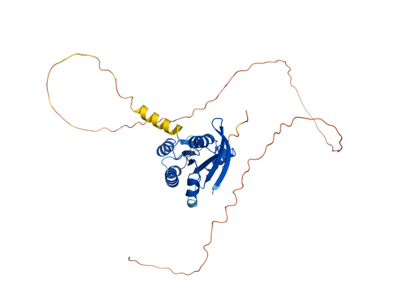 AlphaFold predicted structure of RAS2