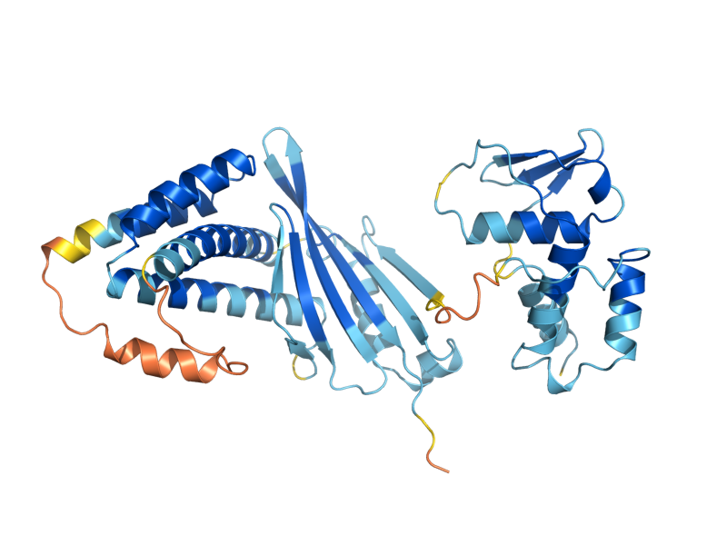 AlphaFold predicted structure of REP1