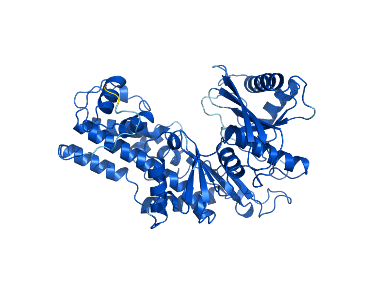 AlphaFold predicted structure of HXK2