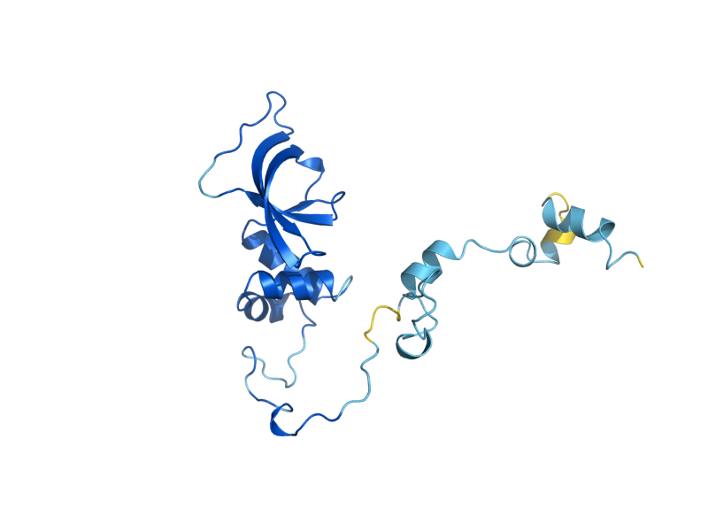 AlphaFold predicted structure of CDC36
