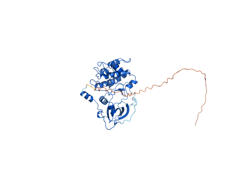 AlphaFold predicted structure of TPK1