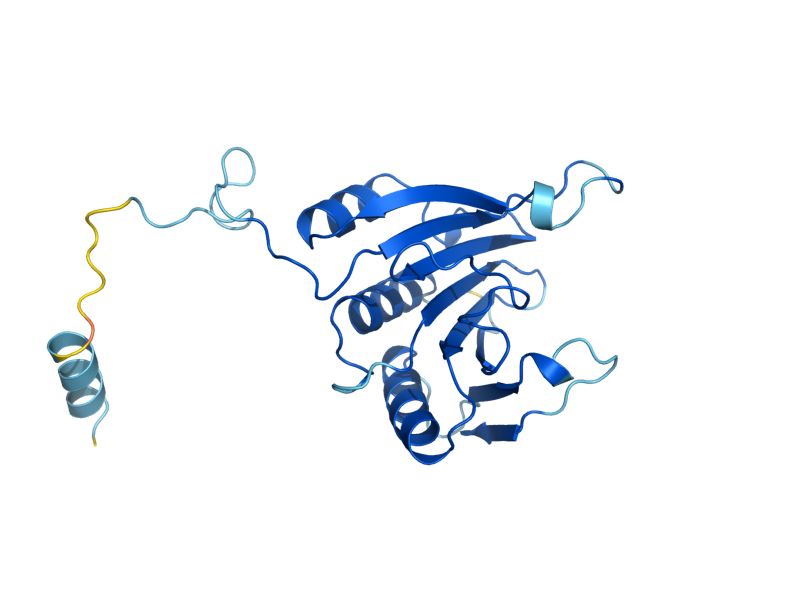 AlphaFold predicted structure of CDC33