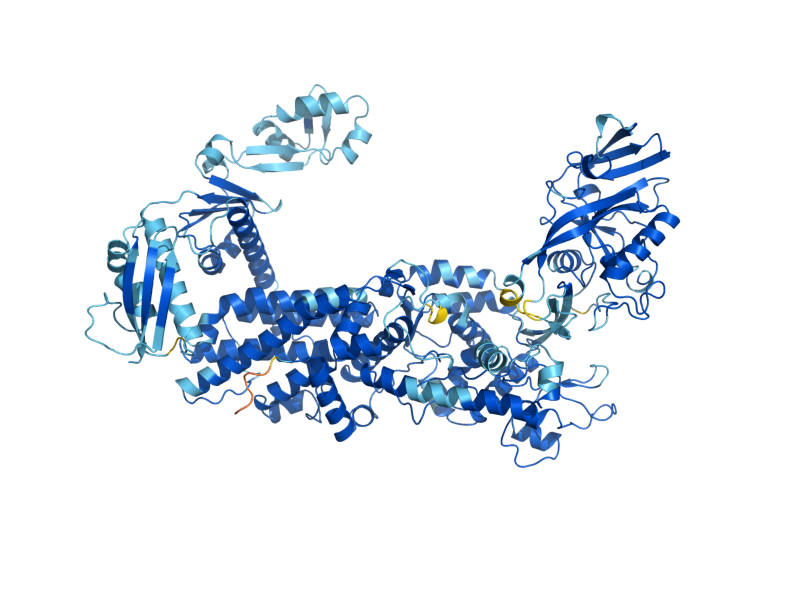 AlphaFold predicted structure of ILS1