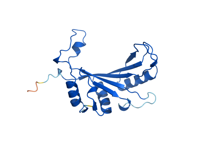 AlphaFold predicted structure of RPL11A