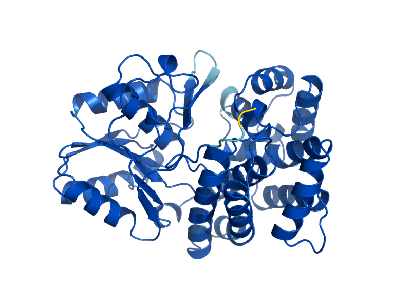 AlphaFold predicted structure of ADH4