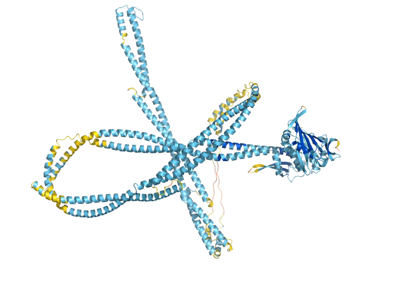 AlphaFold predicted structure of RAD50