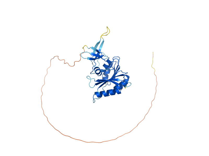 AlphaFold predicted structure of NOP1