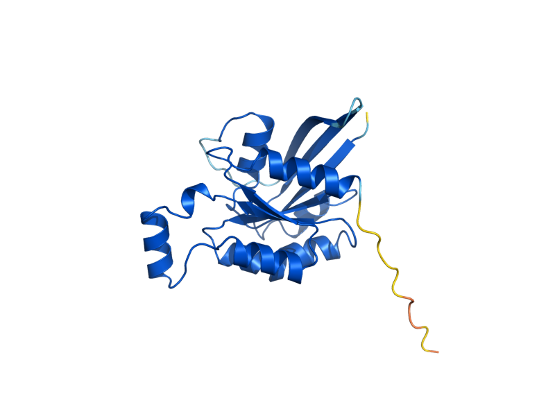 AlphaFold predicted structure of CDC42