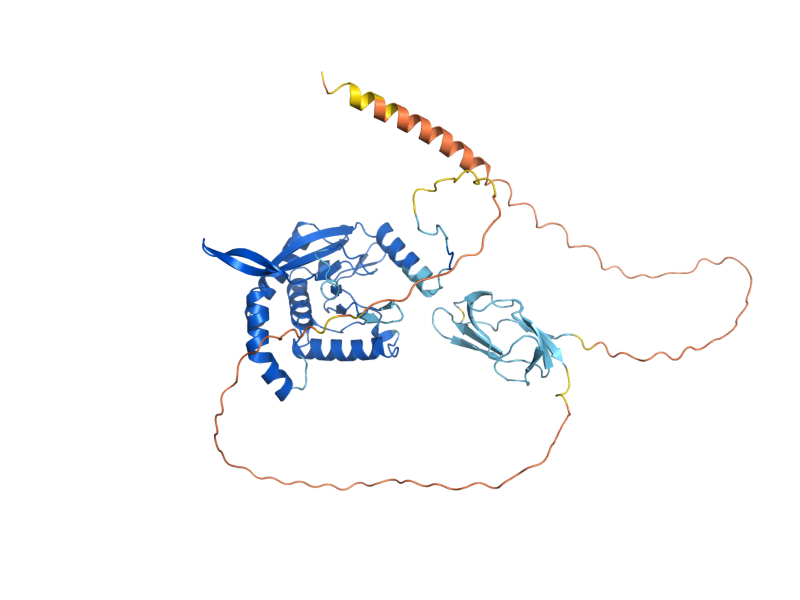AlphaFold predicted structure of KGD2