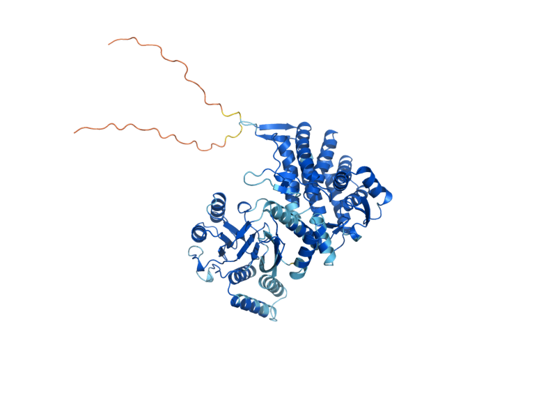 AlphaFold predicted structure of HSP60