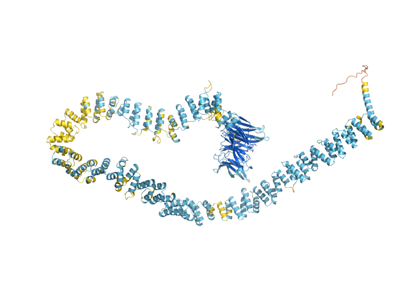 AlphaFold predicted structure of CHC1
