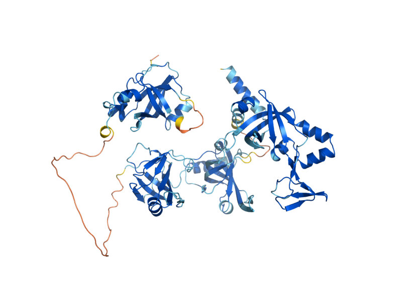 AlphaFold predicted structure of RFA1
