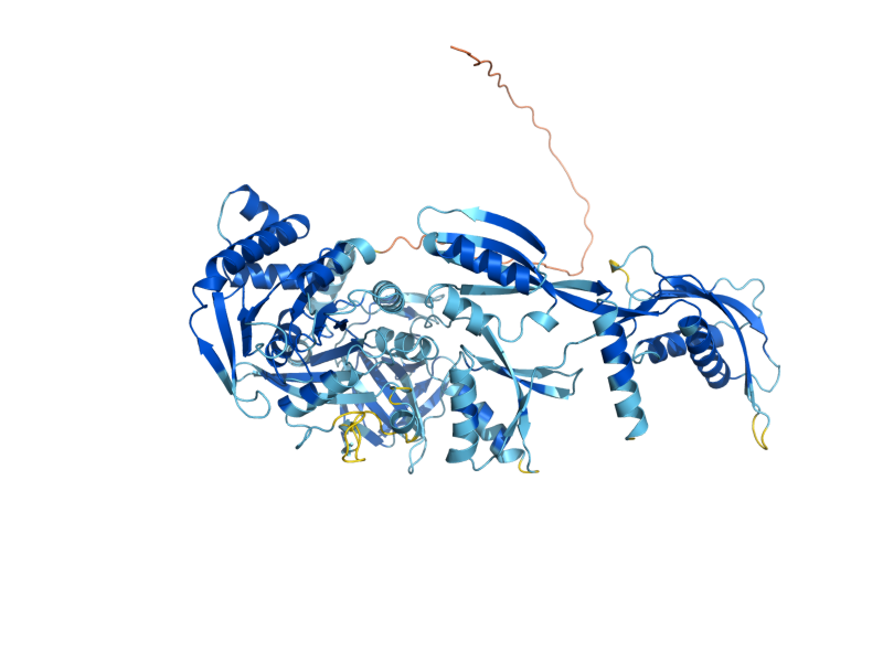 AlphaFold predicted structure of MEF1