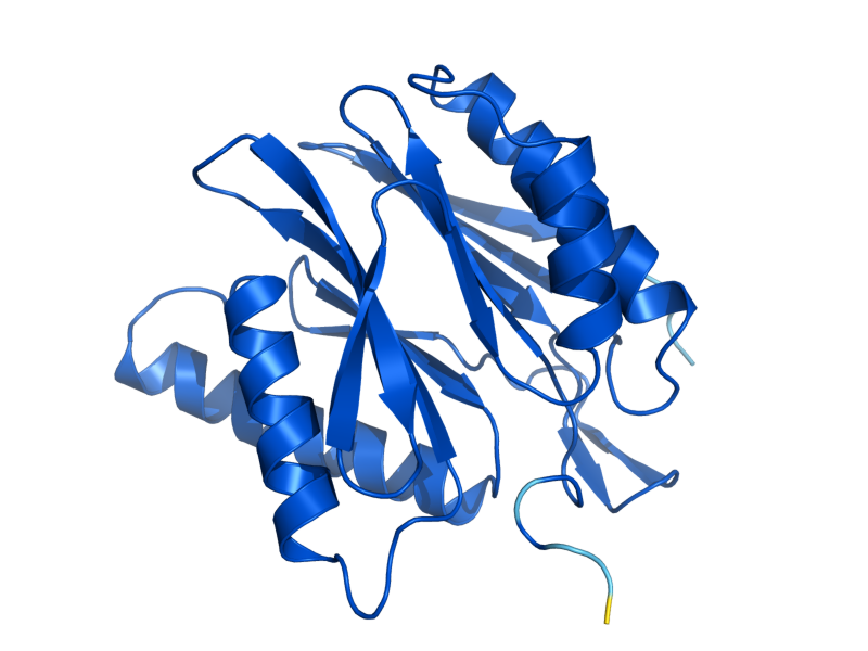 AlphaFold predicted structure of PUP3