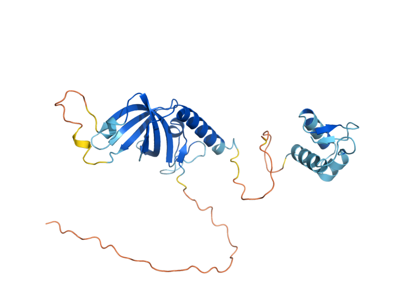 AlphaFold predicted structure of RFA2