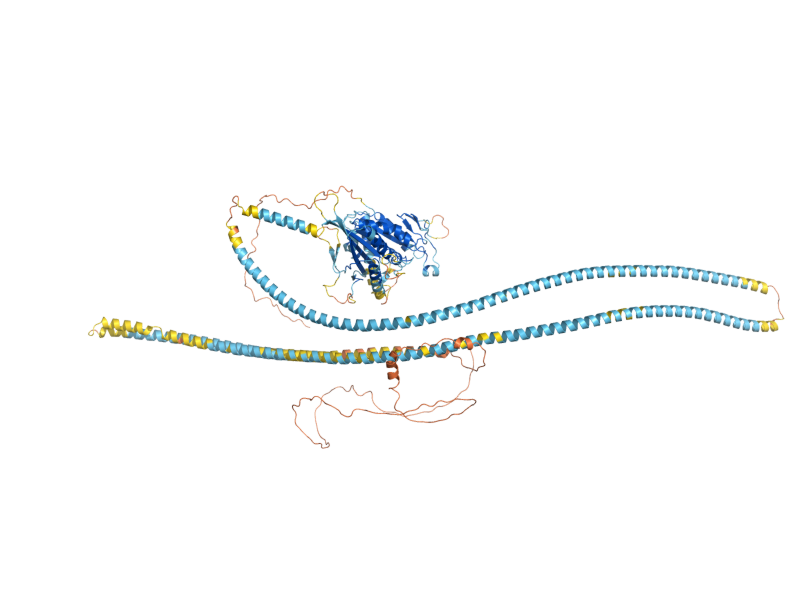 AlphaFold predicted structure of KIP1