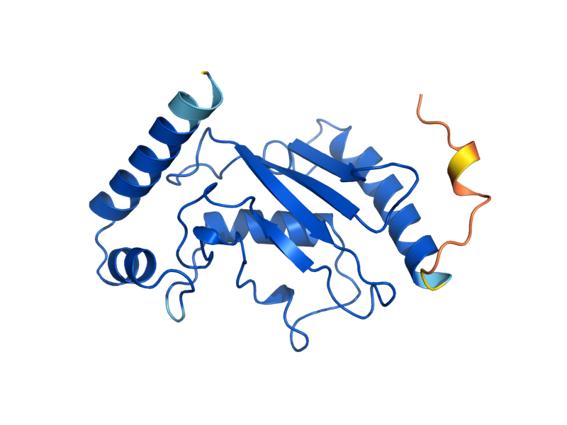 AlphaFold predicted structure of PEX4