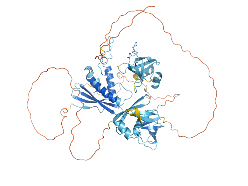 AlphaFold predicted structure of BEM1