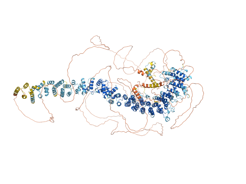 AlphaFold predicted structure of RIF1