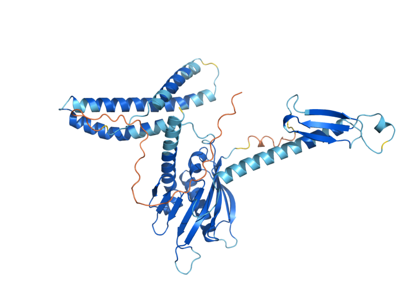 AlphaFold predicted structure of MRF1