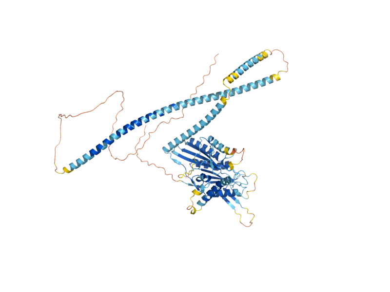 AlphaFold predicted structure of SMY1