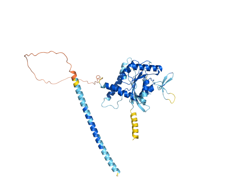 AlphaFold predicted structure of CDC11