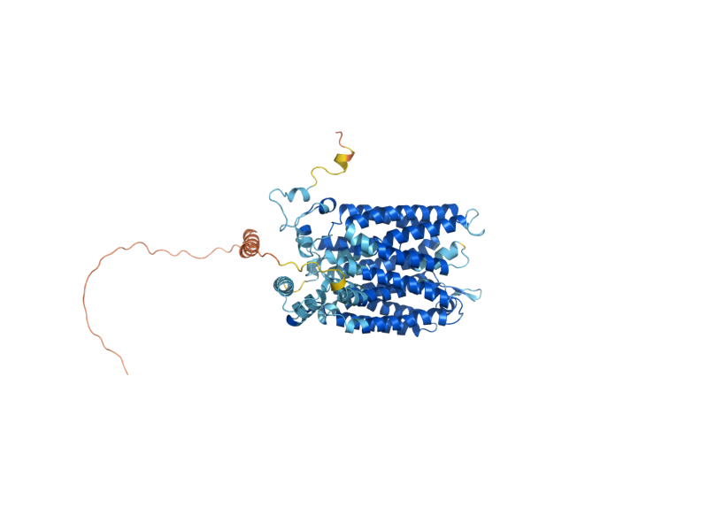 AlphaFold predicted structure of HXT4