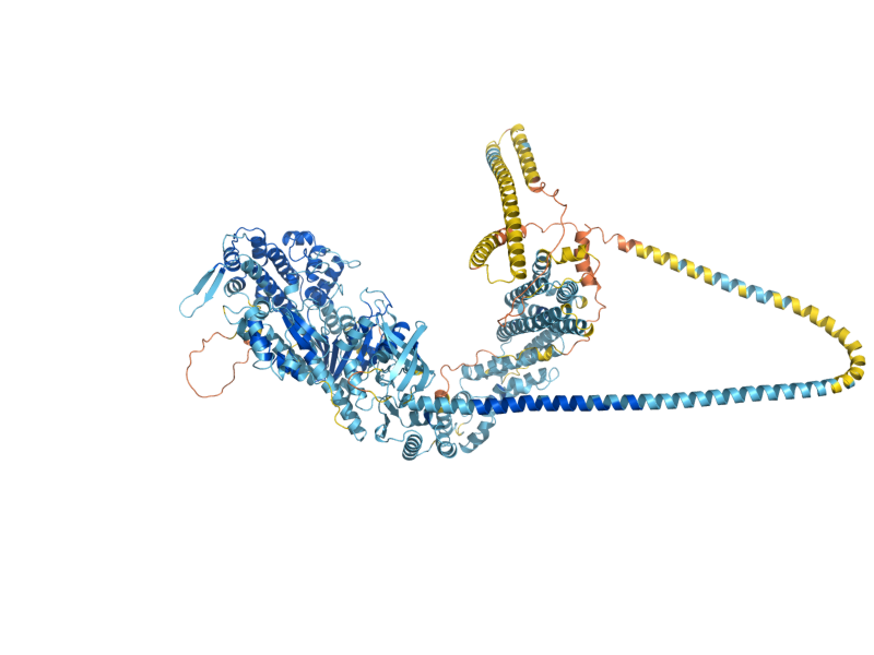 AlphaFold predicted structure of MYO4
