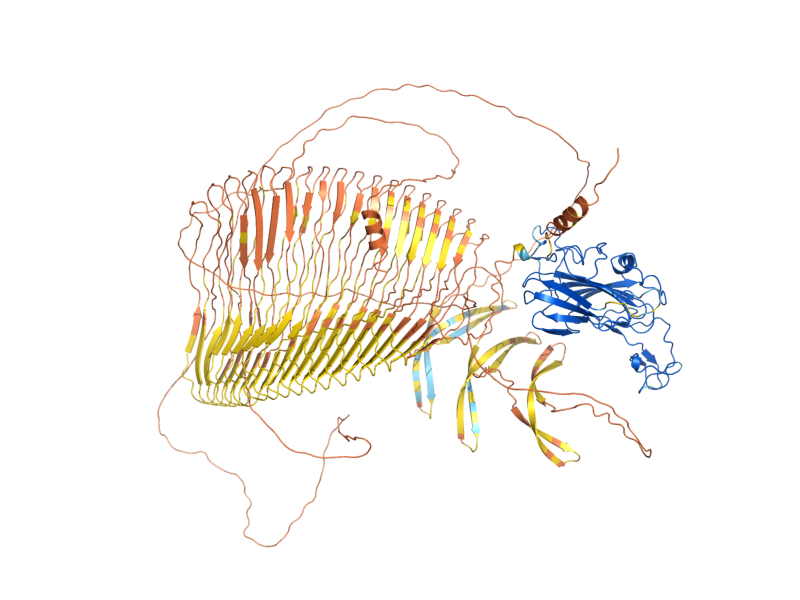AlphaFold predicted structure of FLO1