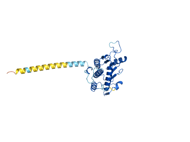 AlphaFold predicted structure of RPS0A