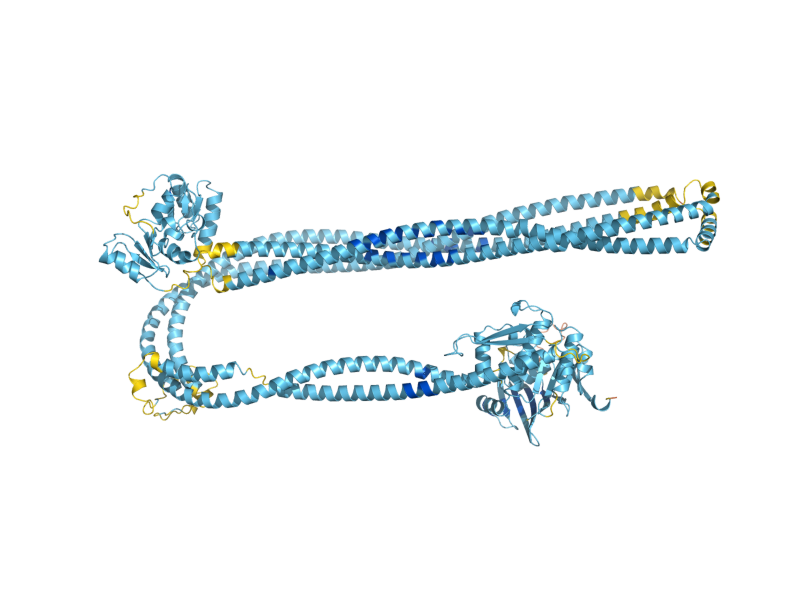 AlphaFold predicted structure of SMC1