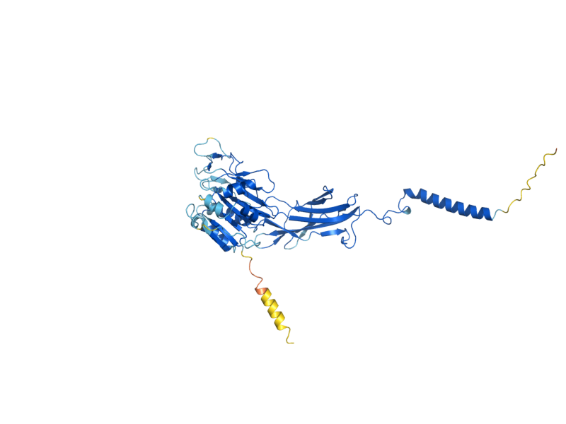 AlphaFold predicted structure of WBP1