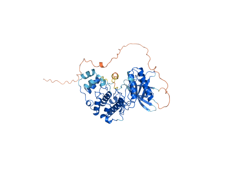 AlphaFold predicted structure of KDX1