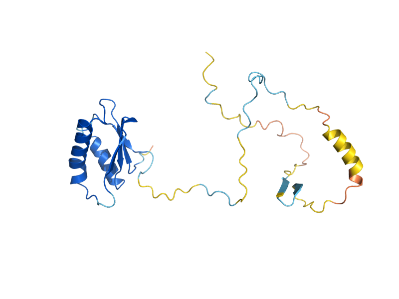 AlphaFold predicted structure of RCN1
