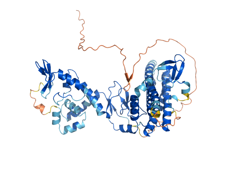 AlphaFold predicted structure of HEL1