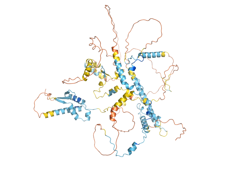 AlphaFold predicted structure of BRN1