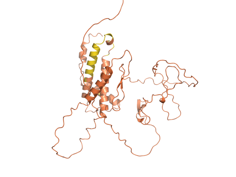 AlphaFold predicted structure of REG2