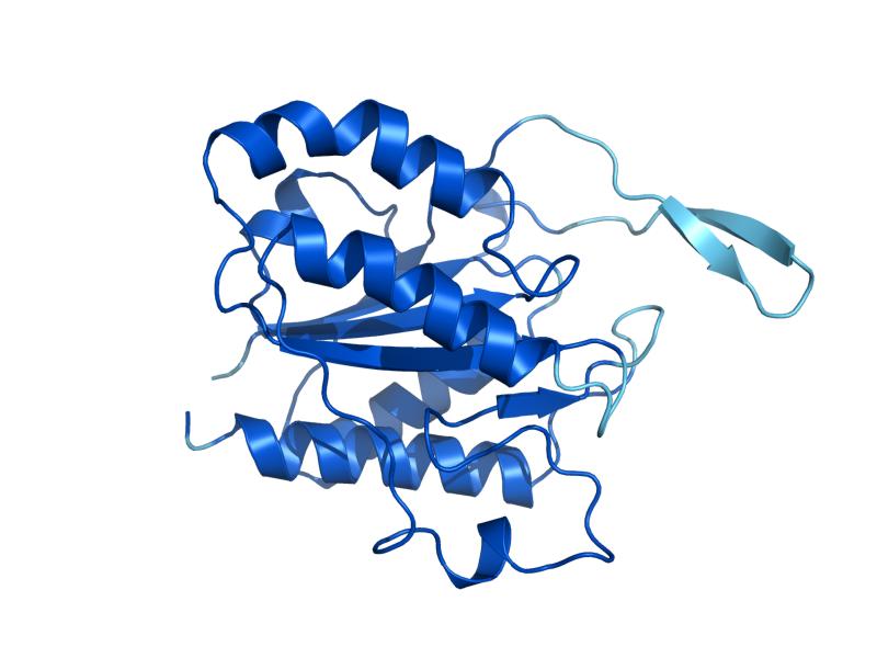 AlphaFold predicted structure of RFS1