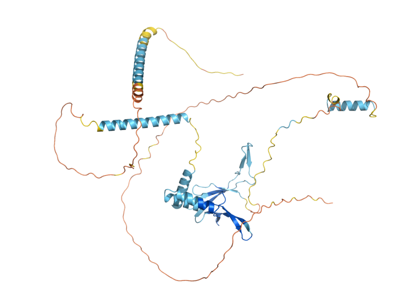 AlphaFold predicted structure of LEO1