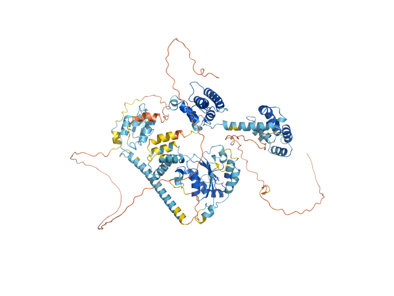 AlphaFold predicted structure of RFC1