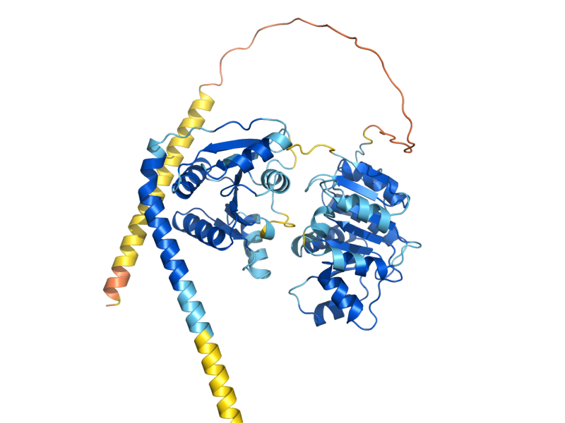 AlphaFold predicted structure of RRP3