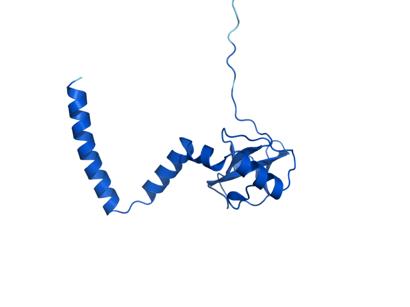 AlphaFold predicted structure of RPL14B
