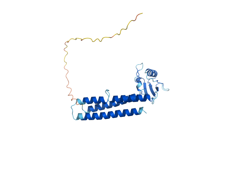 AlphaFold predicted structure of RRF1
