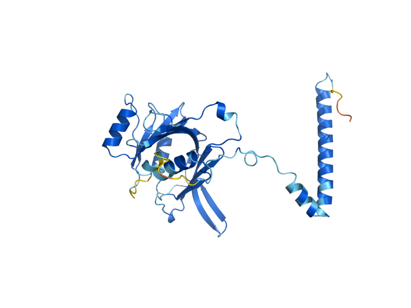 AlphaFold predicted structure of RPF1