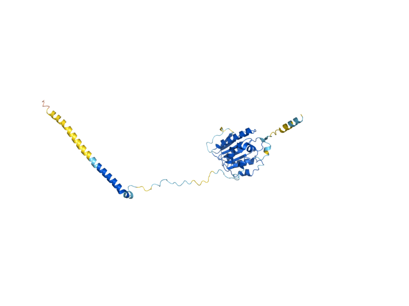 AlphaFold predicted structure of BIG1