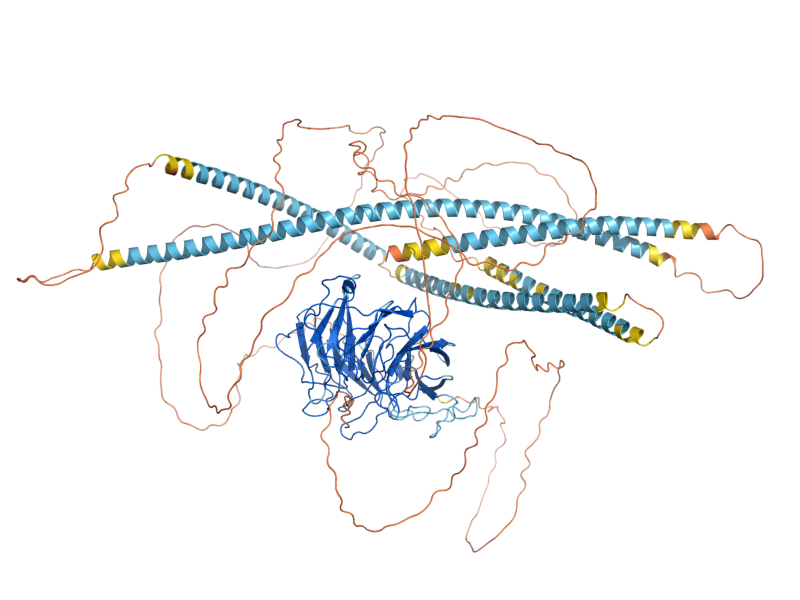 AlphaFold predicted structure of KEL1