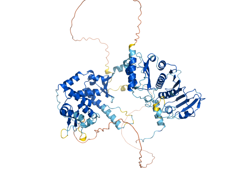AlphaFold predicted structure of MLH1