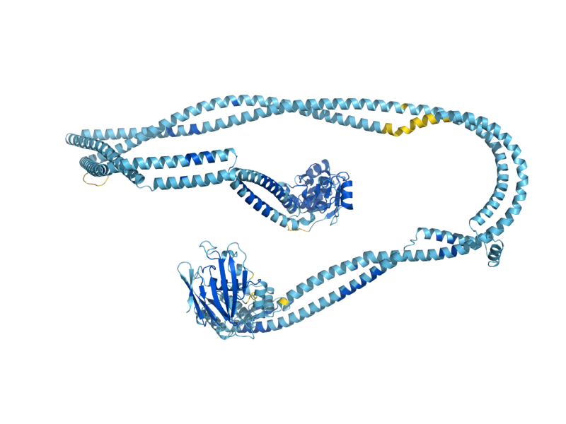 AlphaFold predicted structure of SMC2