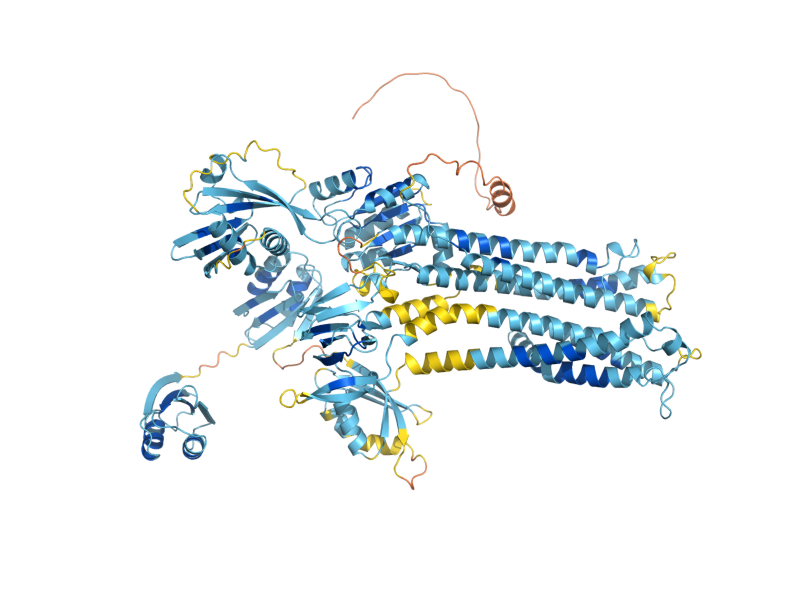 AlphaFold predicted structure of CCC2
