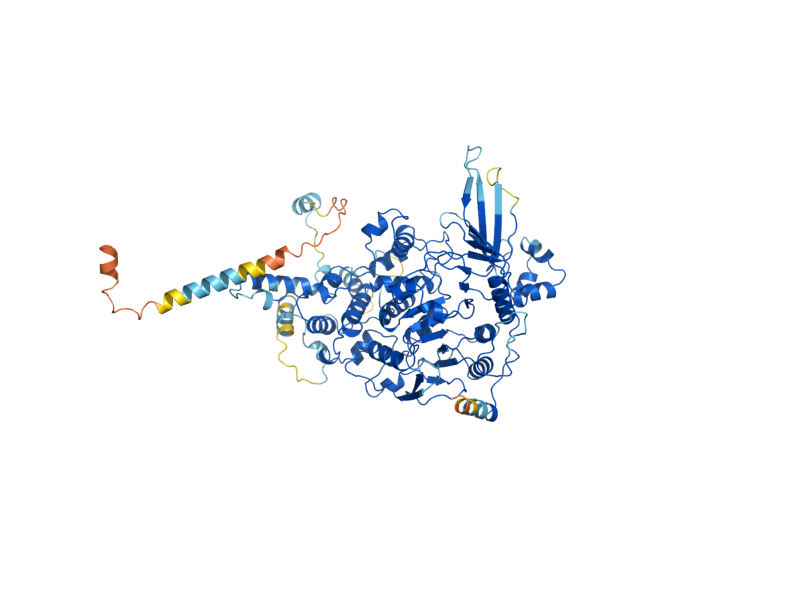 AlphaFold predicted structure of MNN1
